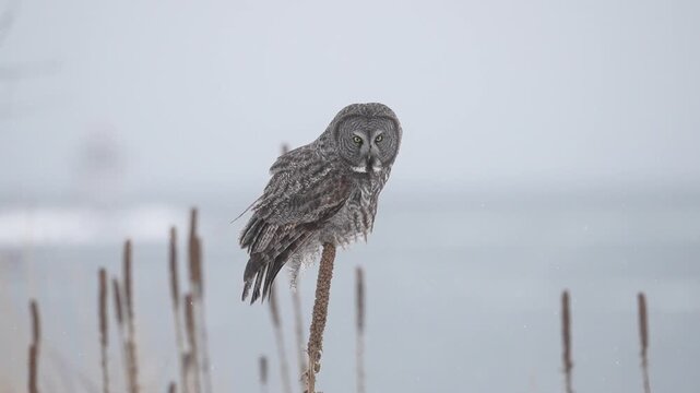 A great gray owl balances on a delicate reed during a snow storm