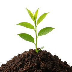 Young green plant growing from soil isolated on transparent background