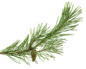 Pine tree branch. Christmas decoration on transparent, png. close up