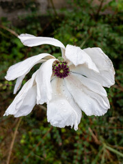Anemone coronaria, also known as a poppy anemone or garden anemone - Edinburgh, Scotland, United Kingdom