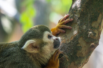 Smalle squirrel monkey on a branch