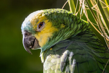 Green yellow parrot bird