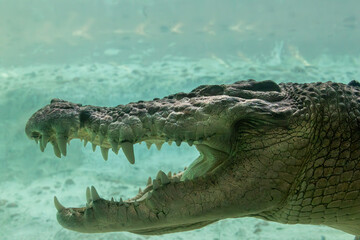 Saltwater crocodile underwater