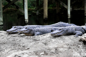 Alligators on a mound of sand in a swamp