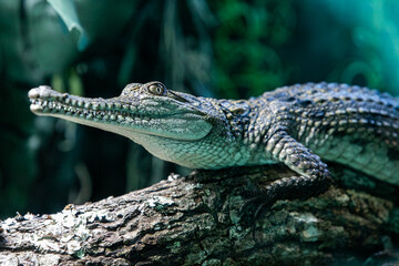 Young crocodile, freshwater, on a branch