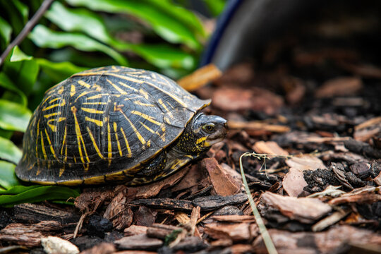 Box turtle looking cute on mulch
