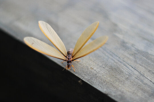 Close-up of a flying termite (alate) or laron, with delicate brown translucent wings resting on a wall surface