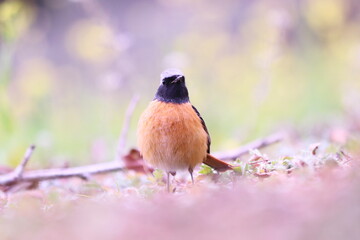 菜の花の黄色い背景とジョウビタキ