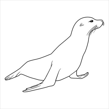 sea animal popular lineart illustration seal