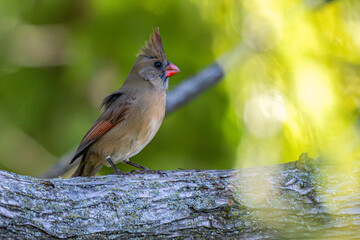 Female northern cardinal perched in a tree.