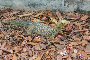 Banggai Island Monitor also known the quince monitor (Varanus melinus) is a species of monitor lizards endemic to Indonesia