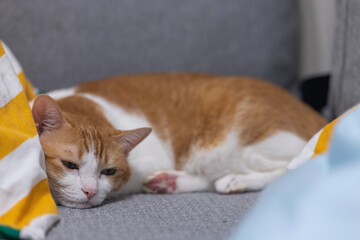 ginger cat look at the camera at home