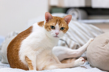 ginger cat watching it belly