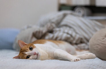 ginger cat look at the camera at home