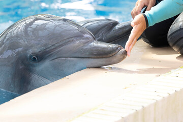 the domestics dolphins are trained by trainer in hong kong