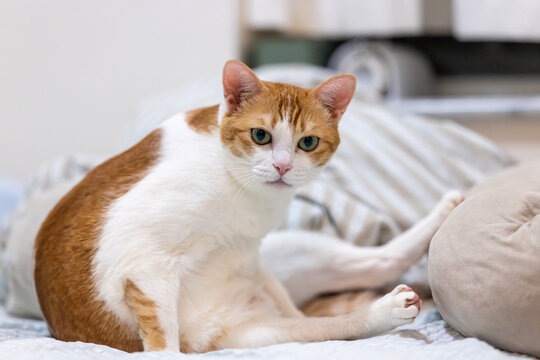 ginger cat watching it belly
