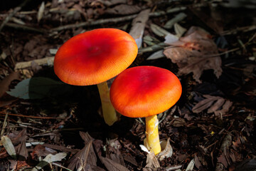 Cute amanita caesareoides that appeared in the autumn forest.