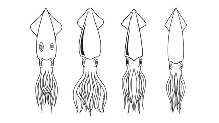 Four squid illustrations in various views on transparent background silhouette
