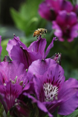 bee collects nectar on Indigo Peruvian lily flower in the garden