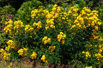 Yellow argentine Senna flower blooming in autumn garden.