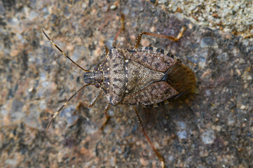 Brown marmorated stink bug (Halyomorpha halys) camouflaged on a rock. Tuscany, Italy