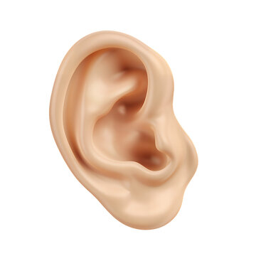 human ear 3d style on transparent background