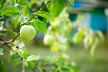 Green Apples on tree in garden Sunny day background, Green apples hanging from tree branch Natural view