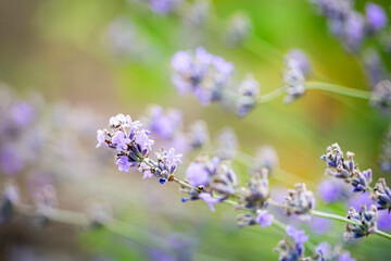 Soft purple lavender flowers blooming in a summer field with green background, evoking calmness, nature, and aromatic beauty.