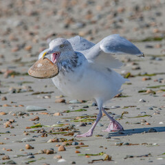 Gull with Clam on Horseneck Beach, Westport, Massachusetts 