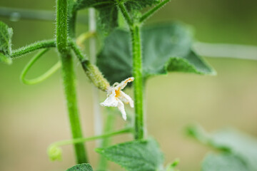 A tiny cucumber forming at the base of a yellow flower on a vine, captured in macro detail with a soft green natural background.