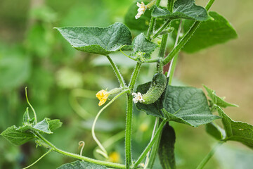 Cucumber forming at the base of a yellow flower on a vine, captured in macro detail with a soft green natural background.