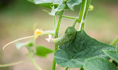 Cucumber forming at the base of a yellow flower on a vine, captured in macro detail with a soft green natural background.