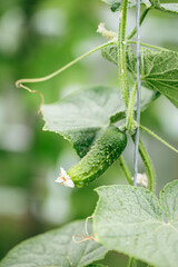 A young cucumber covered in dew grows on a healthy green vine, symbolizing freshness, organic farming, and natural vegetable growth.