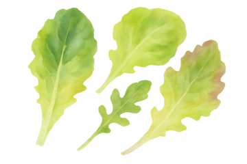 Fresh green salad leaves watercolor illustration on transparent background, showing healthy natural food ingredients