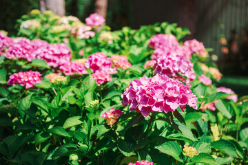 Beautiful blooming pink hydrangeas brightens green lawn landscaped backyard, evoking summer tranquility and elegance.