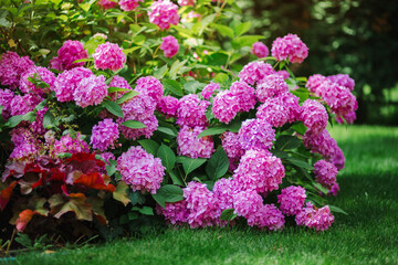 Beautiful Blooming Pink Hydrangeas Brightens