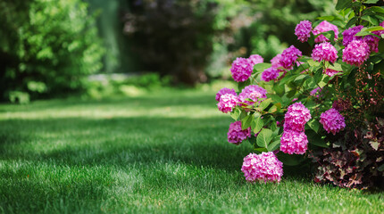 Beautiful blooming pink hydrangeas brightens green lawn landscaped backyard, evoking summer tranquility and elegance.