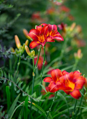 Bright orange and yellow daylily flowers bloom in a lush garden, showcasing vibrant colors and natural beauty during peak summer.