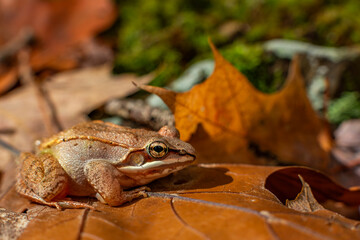 Wood frog in situ during autumn from West Hartford, Connecticut 