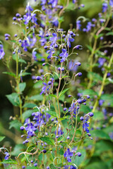 Close-up of beautiful blooming blue mist spiraea flowers in a summer garden.