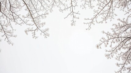 Obraz premium Snow-covered tree branches framing a bright white winter sky, minimalist nature background