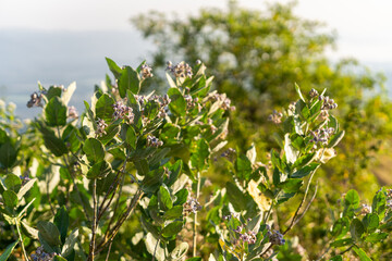 A beautiful close-up photo of purple Crown Flowers (Calotropis gigantea) and green leaves. Warm morning sunlight illuminates the plant against a soft, blurred natural background.
