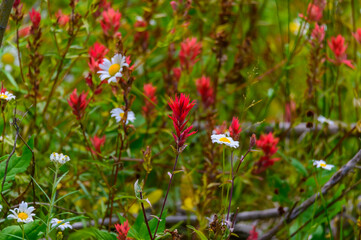 Giant Red Indian Paintbrush and White Daisies at Myra Canyon, near Kelowna, British Columbia, Canada.