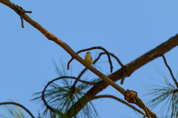 A Pygmy Nuthatch at Kelowna, British Columbia, Canada.