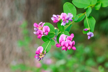 Close-up of beautiful bush clover flowers blooming in the autumn countryside.