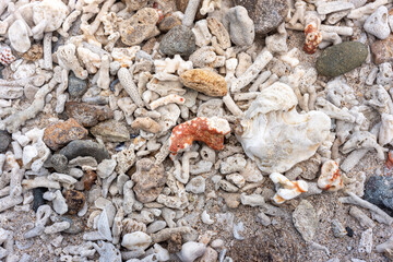 flat lay of seashell on the sand