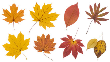Fototapeta premium assortment of vibrant autumn leaves showcasing seasonal hues . Isolated on transparent background, png
