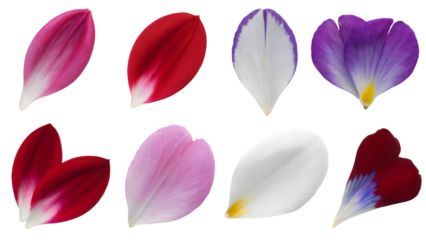 assortment of eight colorful petals artfully. Isolated on transparent background, png
