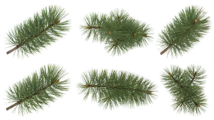 Obraz premium various pine branches. Isolated on transparent background, png