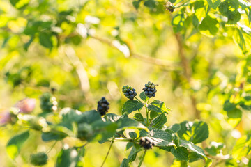 Beautiful close-up photo of wild Lantana berries ripening on the vine. Backlit by warm sunlight, the dark fruit and green leaves glow against a soft, blurred background. Serene nature detail.